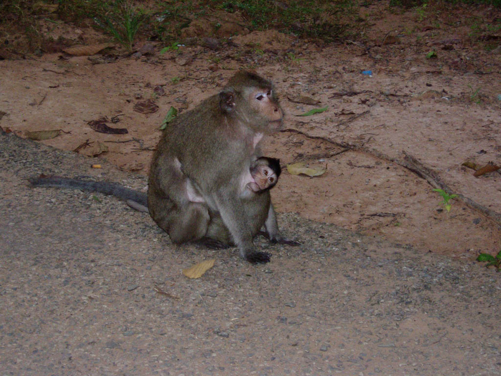 MommyMonkey