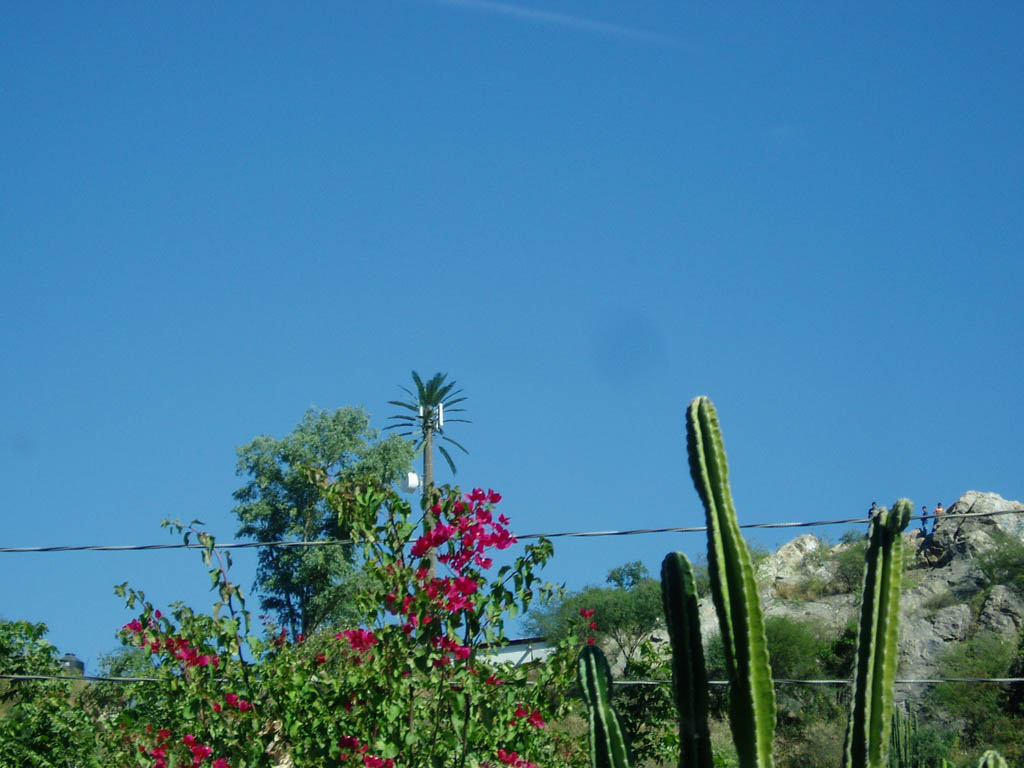Day 4 - Alamos Digi-Palm