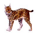 [Lynx]
